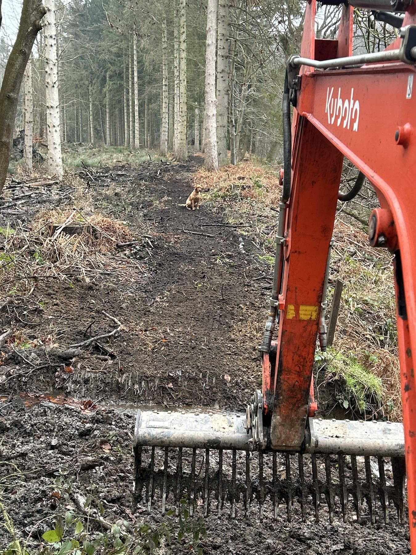 Woodland Access Clearance — image 2
