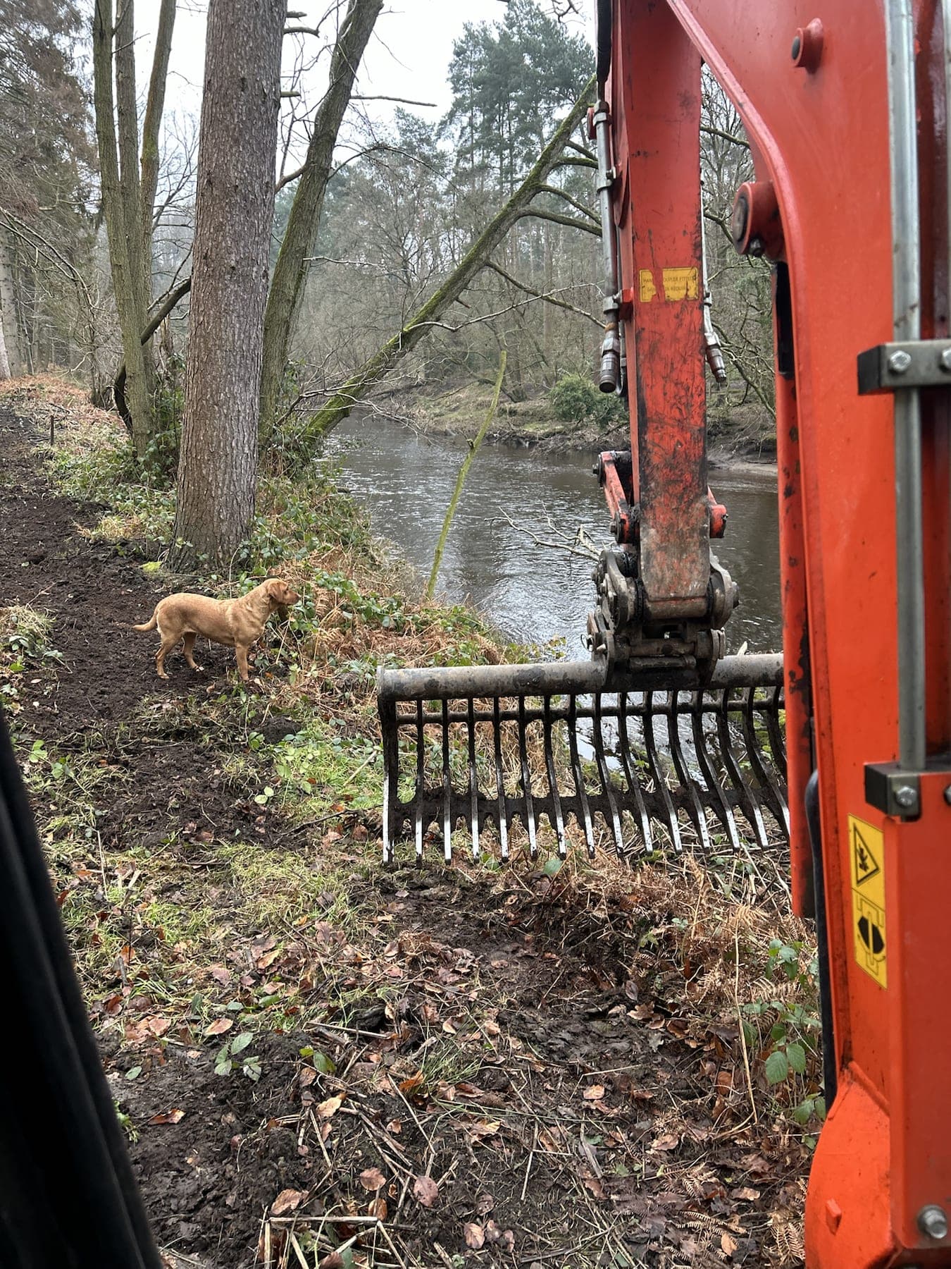 Woodland Access Clearance — image 4