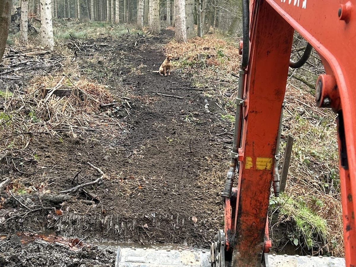 Woodland Access Clearance